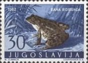 Levant Water Frog (Rana ridibunda)