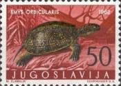 European Pond Turtle (Emys orbicularis)