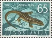 Italian Wall Lizard (Lacerta sicula)