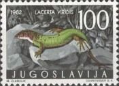 (European) Green Lizard (Lacerta viridis)