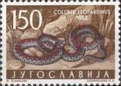 European Ratsnake (Coluber leopardinus)