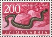 Common European Adder (Vipera berus)