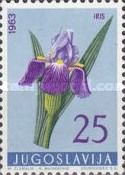 German Iris (Iris germanica)