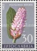 Bistort (Polygonum bistorta)