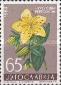 Klamath Weed (Hypericium Perforatum)