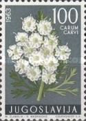 Wild Caraway (Carum Carvi)