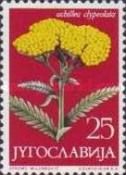Achillea clypeolata