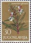 Rosemary (Rosmarinus officinalis)