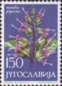 Mentha Piperita