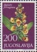 Digitalis Ferruginea