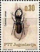 Stag Beetle (Lucanus cervus)