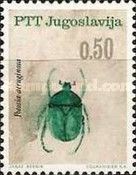 Big Rose-chafer (Potosia aeruginosa)