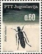 Violet Oil Beetle (Meloe violaceus)