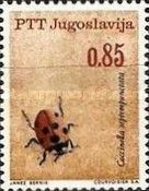 Seven-Spot Ladybird (Coccinella septempunctata)