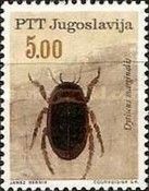 Great Diving Beetle (Dytiscus marginalis)