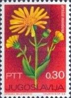 Arnica montana