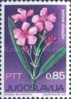 Nerium oleander