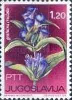 Gentiana Cruciata