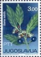 Laurus Nobilis