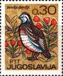 Gray Partridge (Perdix perdix)
