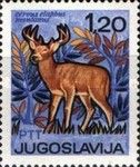 Red Deer (Cervus elaphus ssp. montanus)