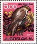 Peregrine Falcon (Falco peregrinus)