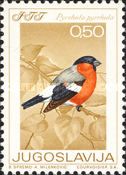 Eurasian Bullfinch (Pyrrhula pyrrhula)