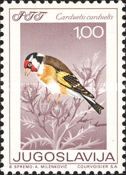 European Goldfinch (Carduelis carduelis)