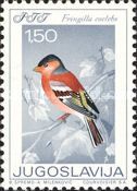 Common Chaffinch (Fringilla coelebs)