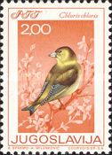 European Greenfinch (Chloris chloris)