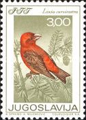 Red Crossbill (Loxia curvirostra)