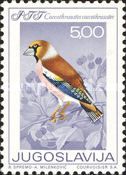 Hawfinch (Coccothraustes coccothraustes)