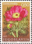 Paeonia tenuifolia