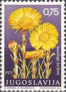 Coltsfoot (Tussilago farfara)