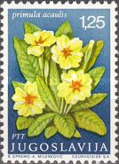 Primrose (Primula vulgaris)