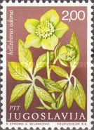 Helleborus odorus