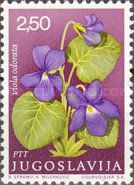Wood Violet (Viola odorata)