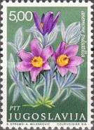 Pulsatilla vulgaris