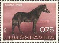 Bosnian Mountain Horse (Equus ferus caballus)