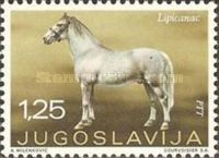 Lipicaner (Equus ferus caballus)