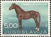 Yugoslavian Halfblood (Equus ferus caballus)
