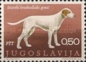 Istrian Shorthaired Hound (Canis lupus familiaris)