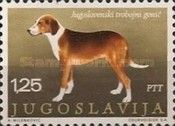 Yugoslavian Three-colored Hound (Canis lupus familiaris)