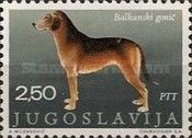 Balkanian Hound (Canis lupus familiaris)