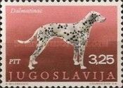 Dalmatian Dog (Canis lupus familiaris)