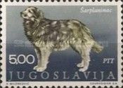 Sarplaninac (Canis lupus familiaris)