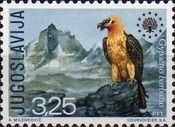 Bearded Vulture (Gypaetus barbatus)