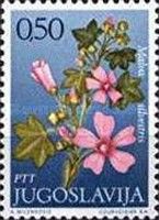 Common Mallow (Malva silvestris)