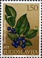 Common buckhorn (Rhamnus catharticus)