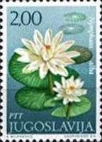 White water-lily (Nymphaea alba)
